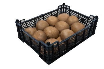 2kg pieczarka portobello