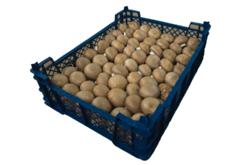 3kg pieczarka brązowa luzem