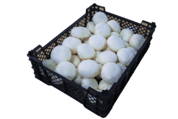 2,5kg riesen luzem